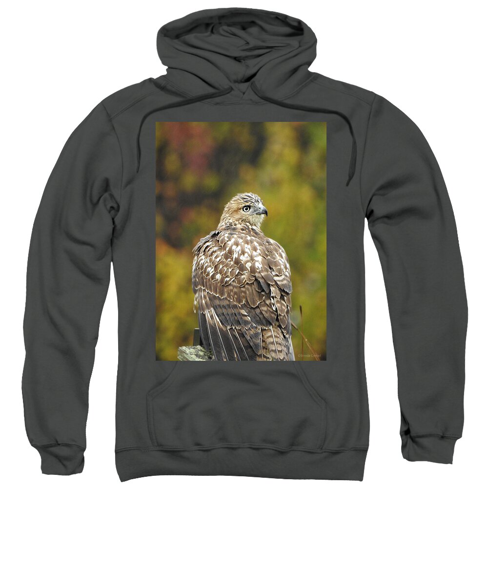Young Red-tail Sweatshirt featuring the photograph Young Red-tail by Dark Whimsy