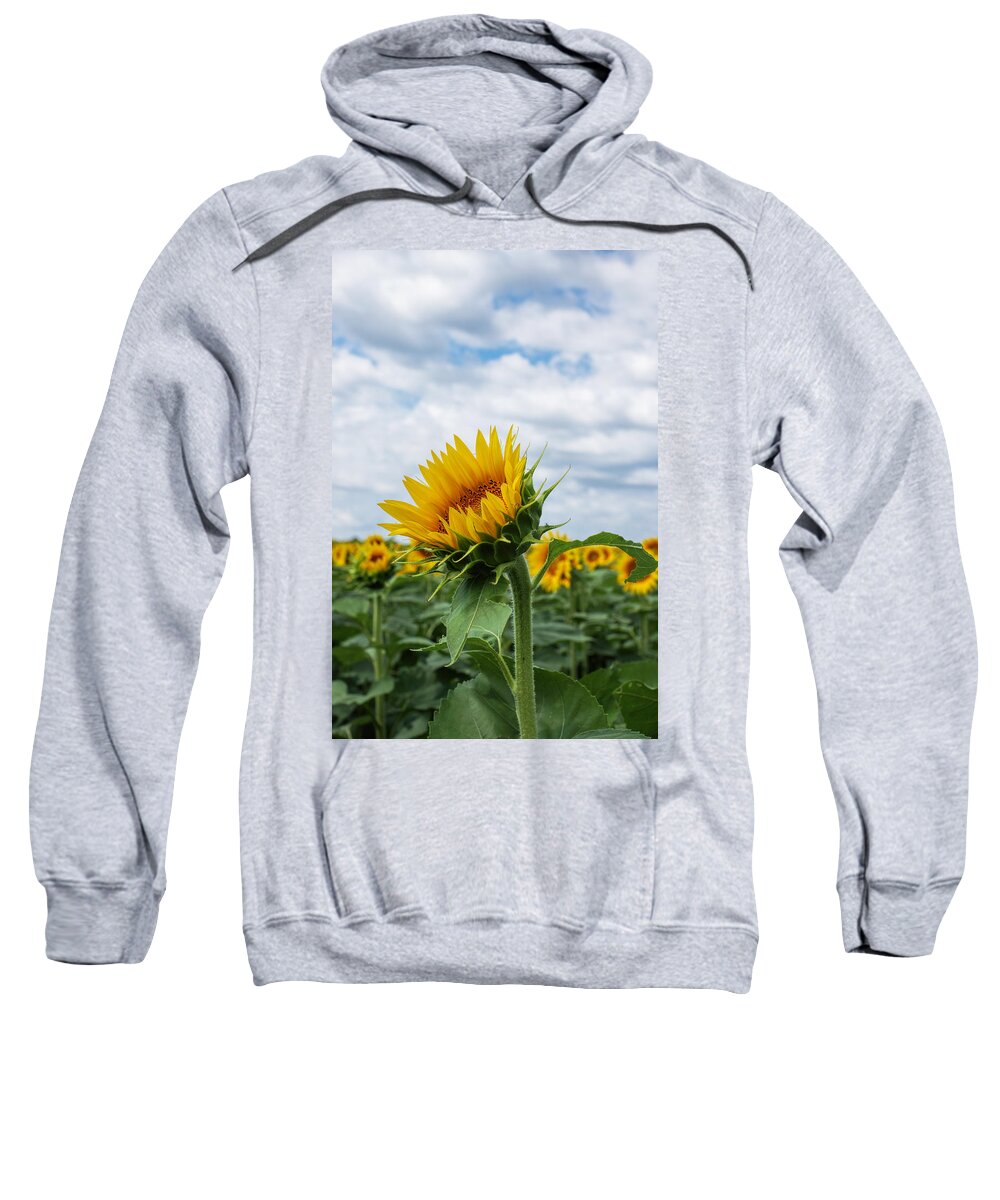 Sunflower Sweatshirt featuring the photograph Kansas Sunflower #1 by Alan Hutchins