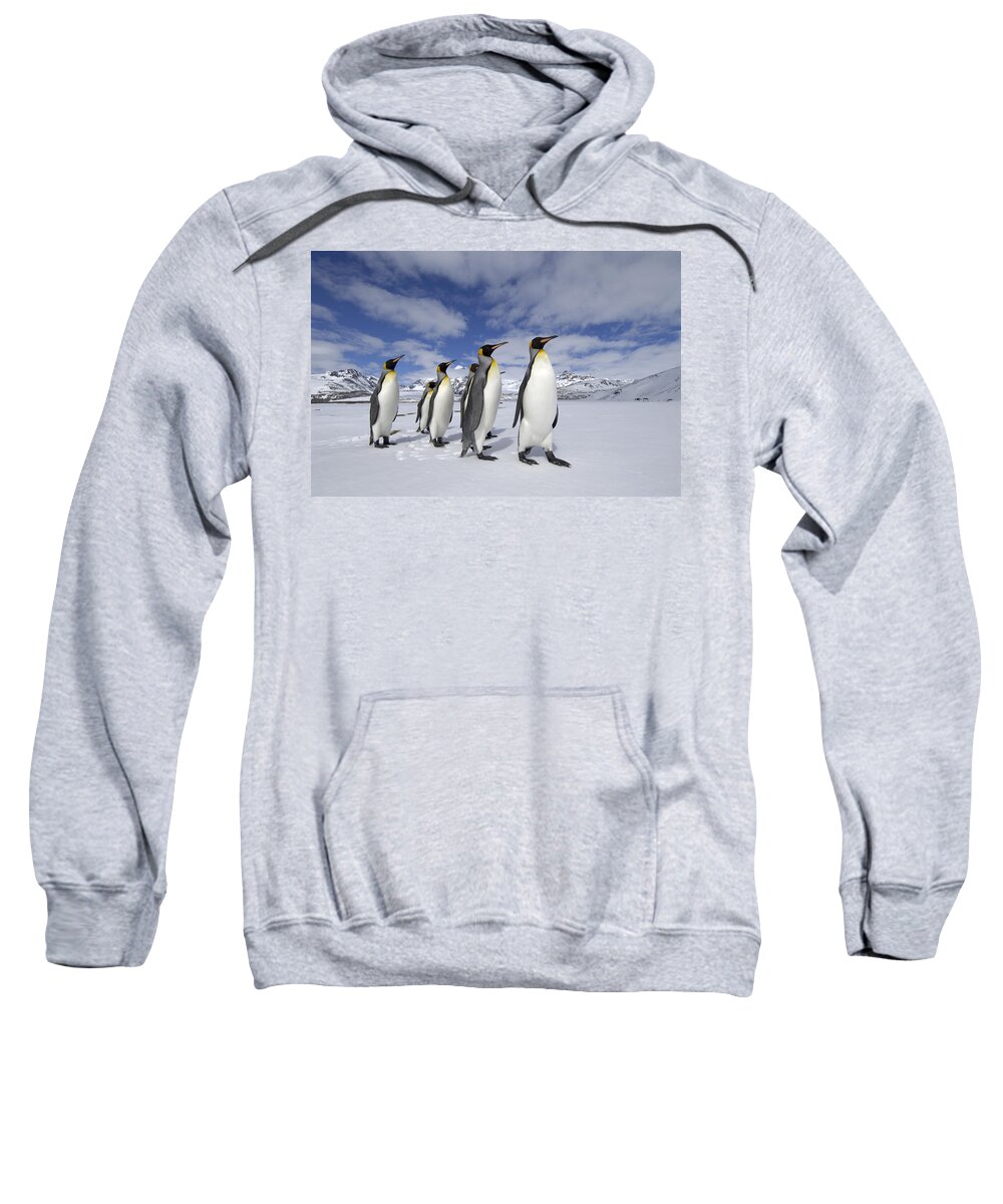 Flpa Sweatshirt featuring the photograph King Penguins St Andrews Bay, South #1 by Malcolm Schuyl
