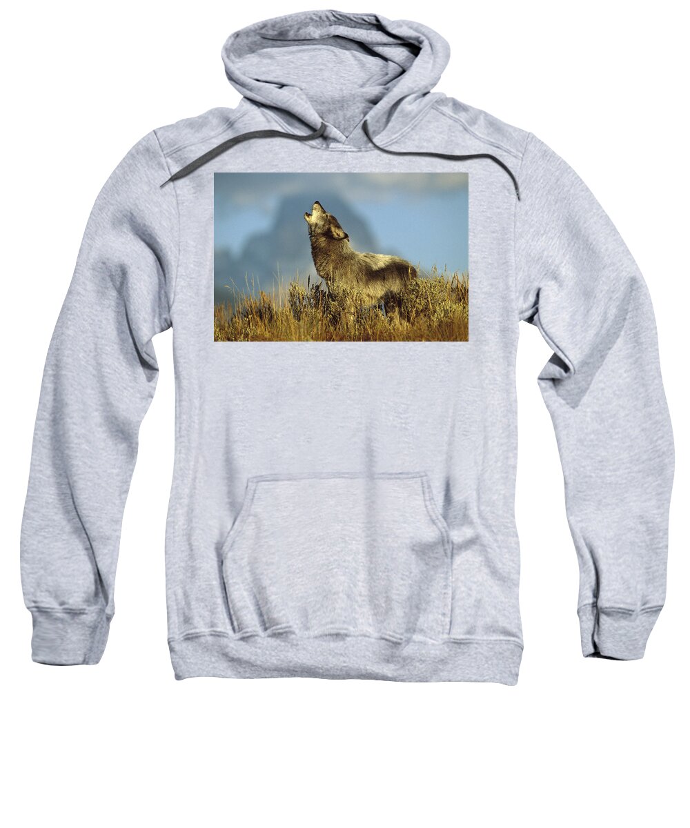 Feb0514 Sweatshirt featuring the photograph Timber Wolf Howling Idaho #1 by Tom Vezo