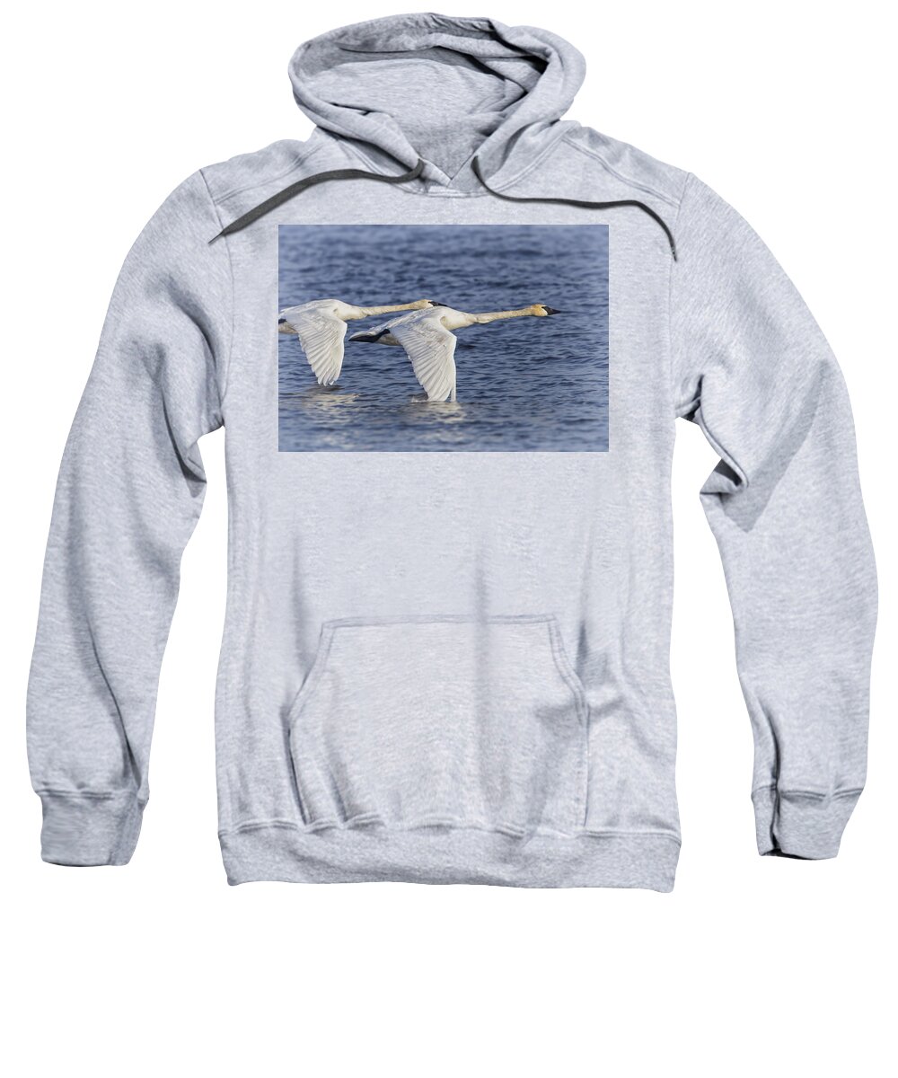  Reads Landing Sweatshirt featuring the photograph Trumpeter Swans by Al Mueller