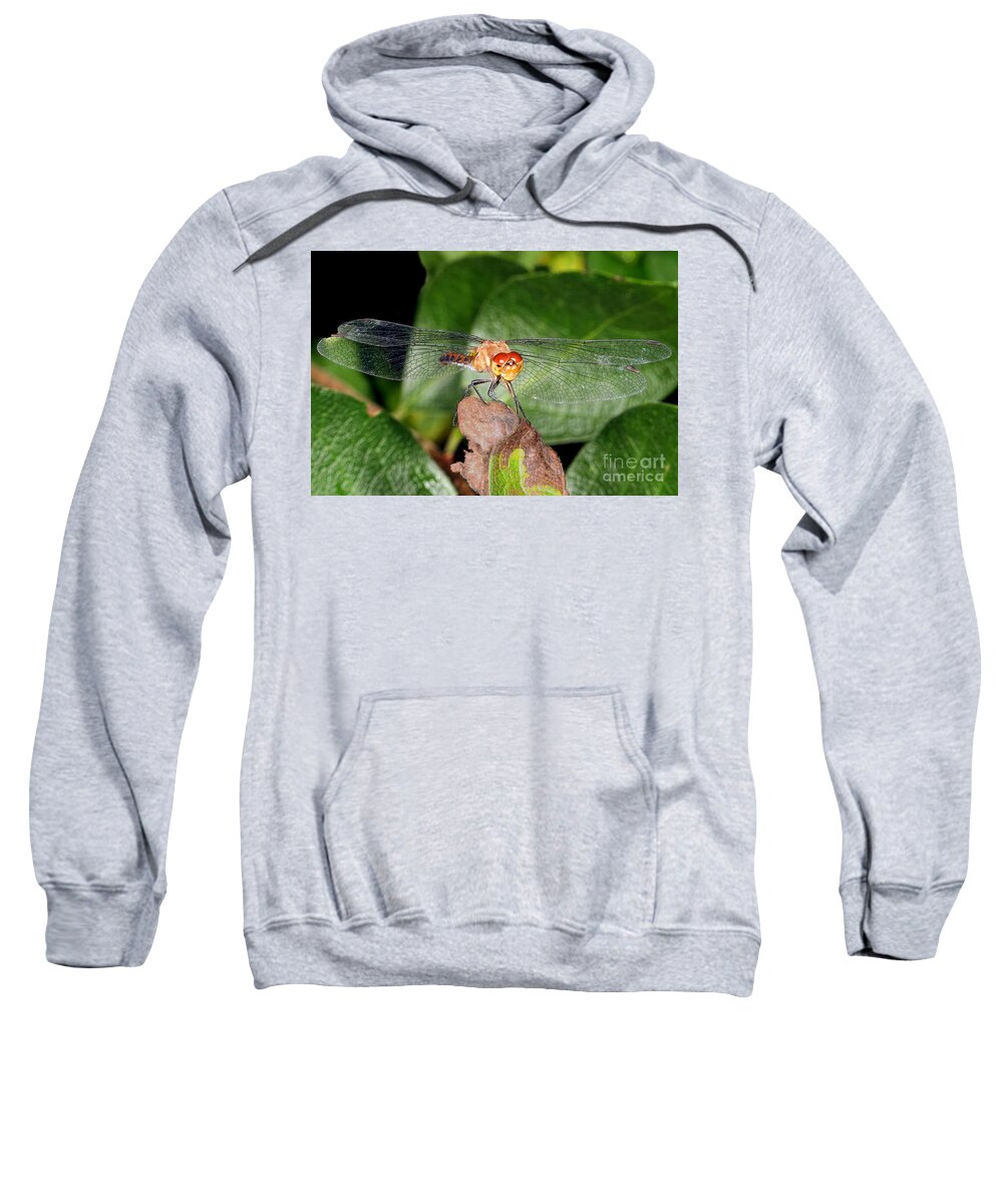 Dragonflies Sweatshirt featuring the photograph Balancing Act by Geoff Crego