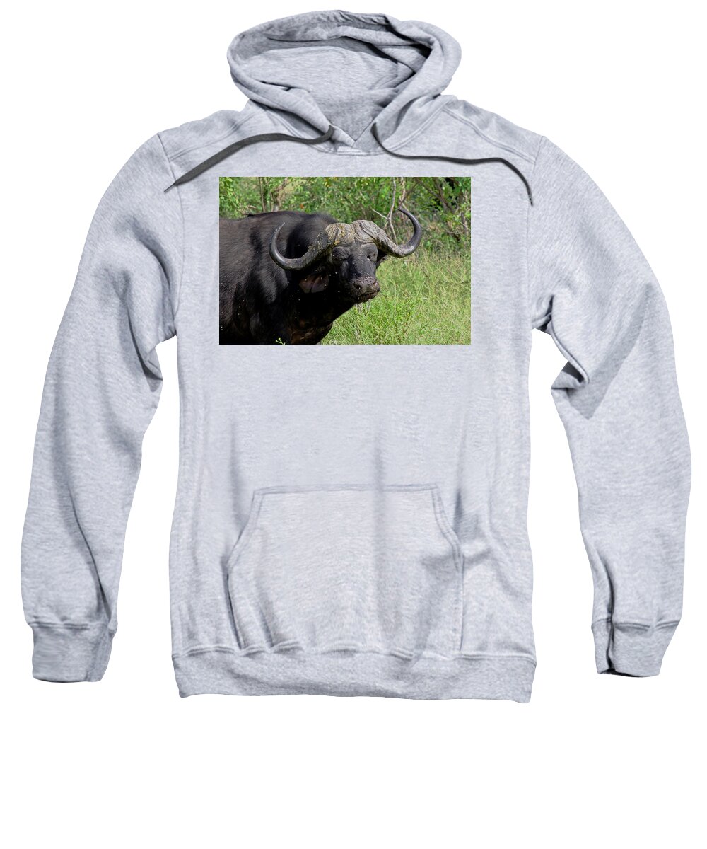 Cape Buffalo In Kenya Sweatshirt featuring the photograph Cape Buffalo #6 by Tony Murtagh