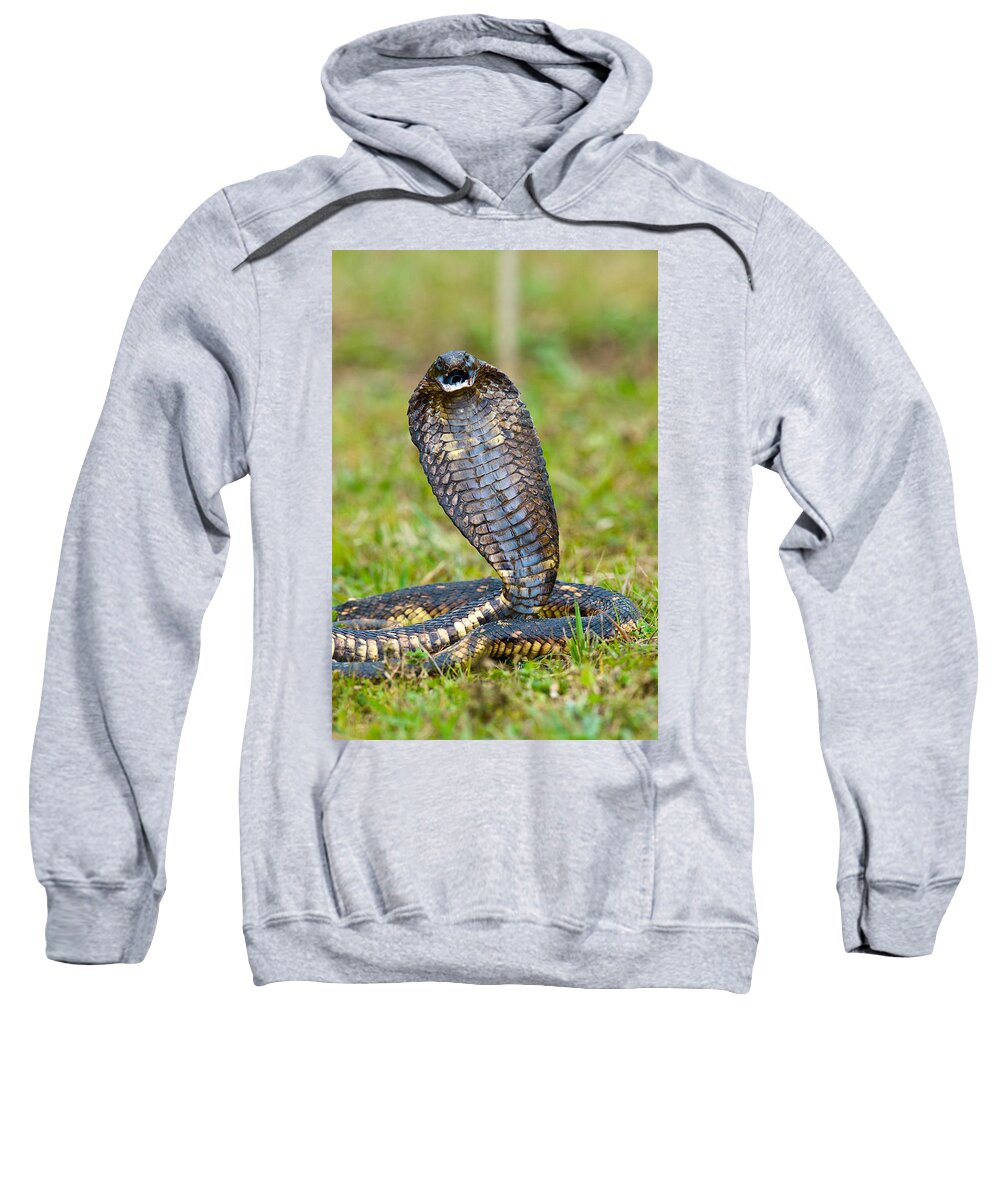 Photography Sweatshirt featuring the photograph Close-up Of An Egyptian Cobra Heloderma #2 by Panoramic Images