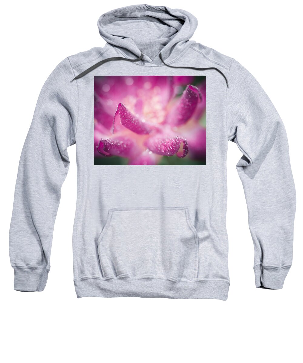Flower Sweatshirt featuring the photograph Winter Rose #1 by Priya Ghose