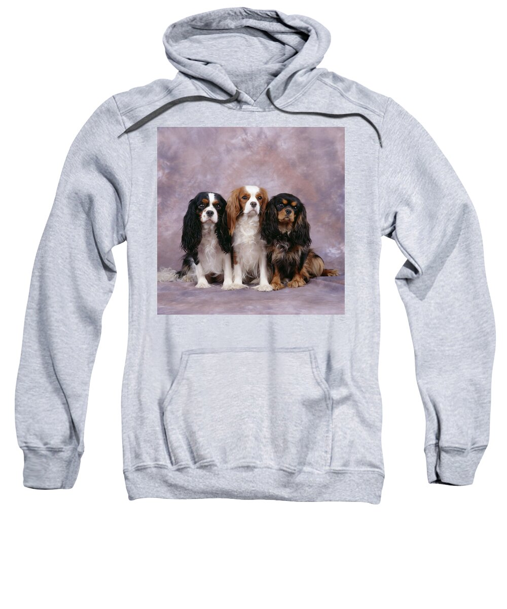 Dog Sweatshirt featuring the photograph Cavalier King Charles Spaniels #3 by John Daniels