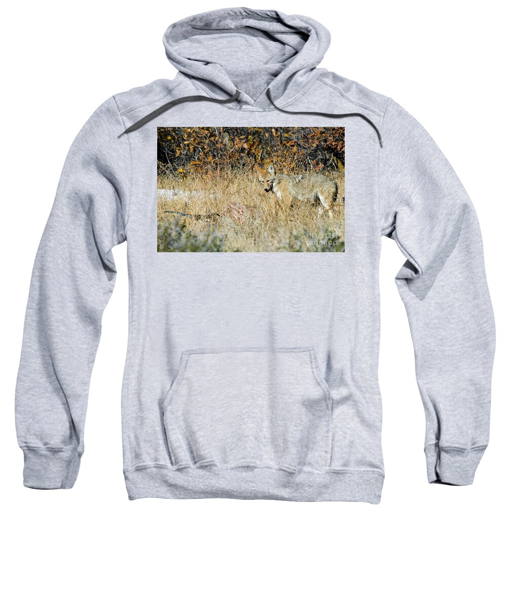 Coyote Sweatshirt featuring the photograph Coyotes #3 by Steven Krull