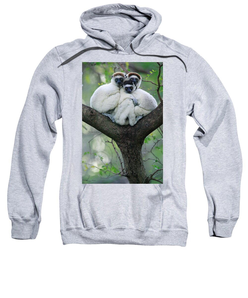 00621162 Sweatshirt featuring the photograph Verreauxs Sifaka Propithecus Verreauxi #2 by Cyril Ruoso
