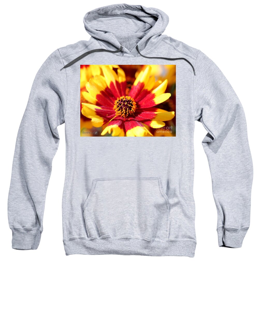 Mccombie Sweatshirt featuring the photograph Coreopsis or Golden Tickseed #7 by J McCombie
