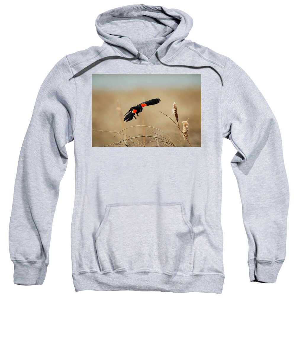 Alberta Sweatshirt featuring the photograph A Red-winged Black Bird Flies At Frank by Todd Korol
