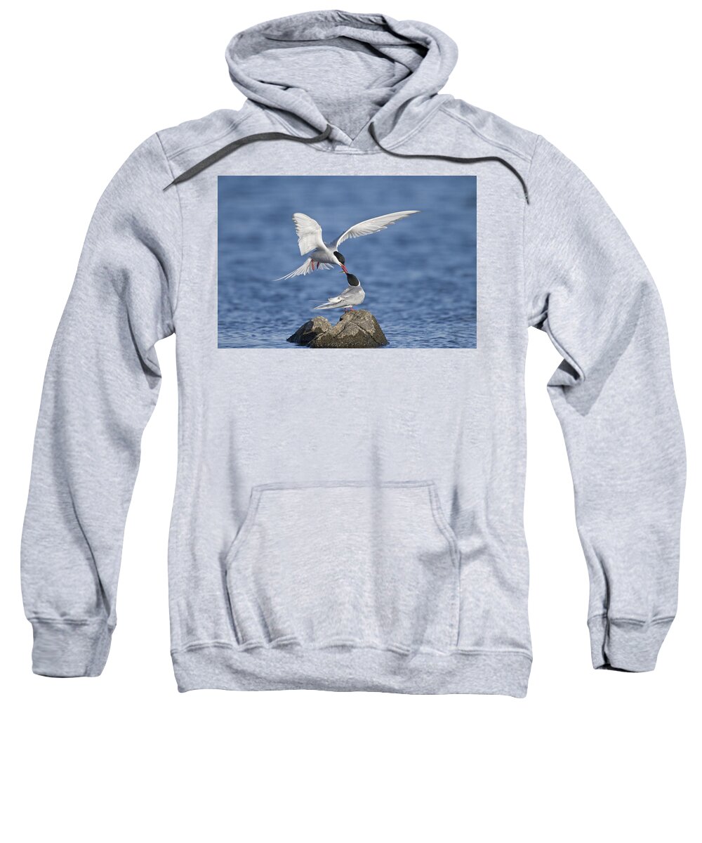 Flpa Sweatshirt featuring the photograph Arctic Terns Courtsing Outer Hebrides by Dickie Duckett