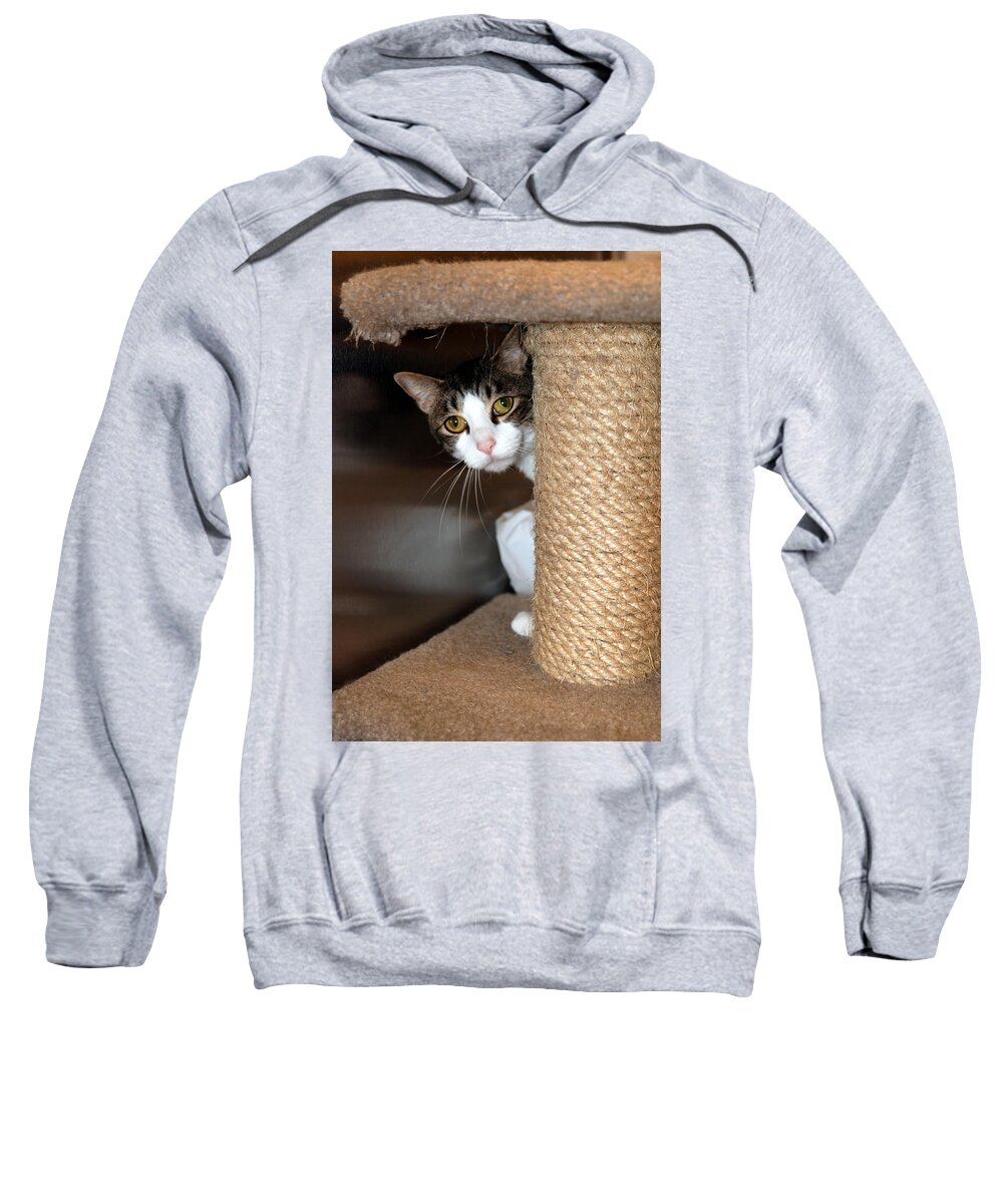 Cats Sweatshirt featuring the photograph Ari by John Greco
