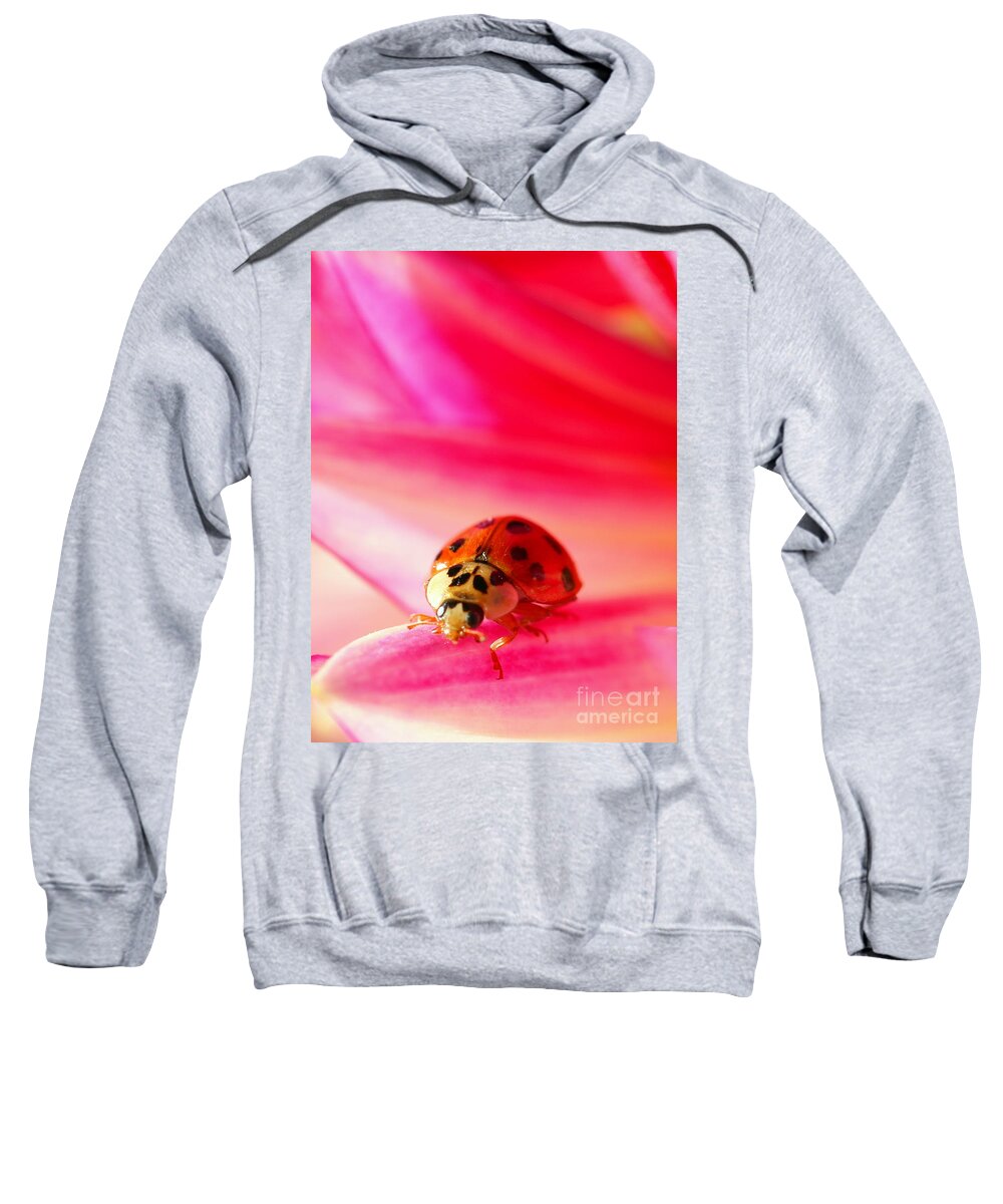 Red Sweatshirt featuring the photograph Asian Lady Beetle 2 by Amanda Mohler