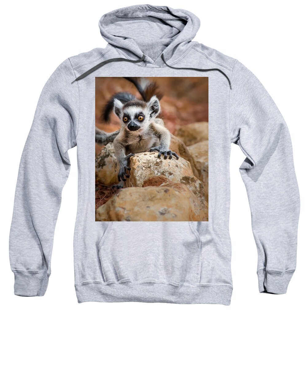 Lemur Sweatshirt featuring the photograph Baby Ringtail Lemur by Linda Villers