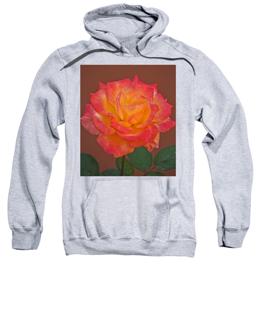Flower Sweatshirt featuring the photograph Beautiful Peace Rose Against Terra Cotta Wall by Jay Milo