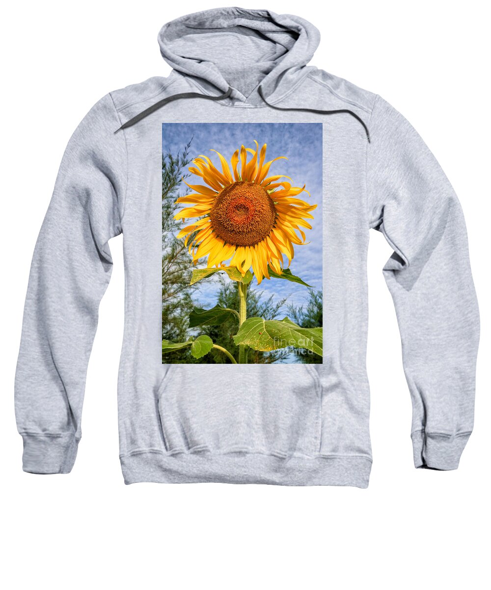 Sunflower Sweatshirt featuring the photograph Blooming Sunflower V2 by Adrian Evans