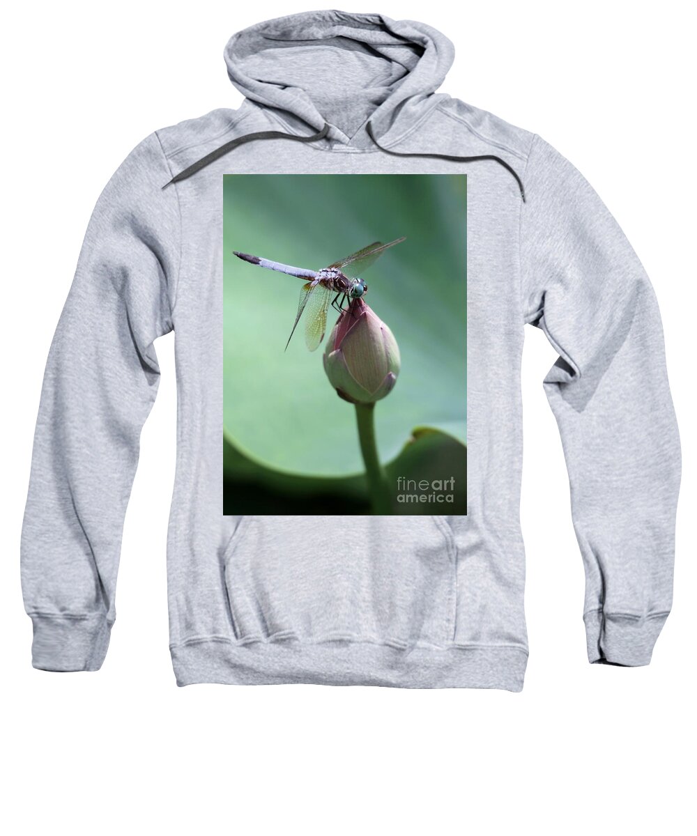 Dragonfly Sweatshirt featuring the photograph Blue Dragonflies Love Lotus Buds by Sabrina L Ryan