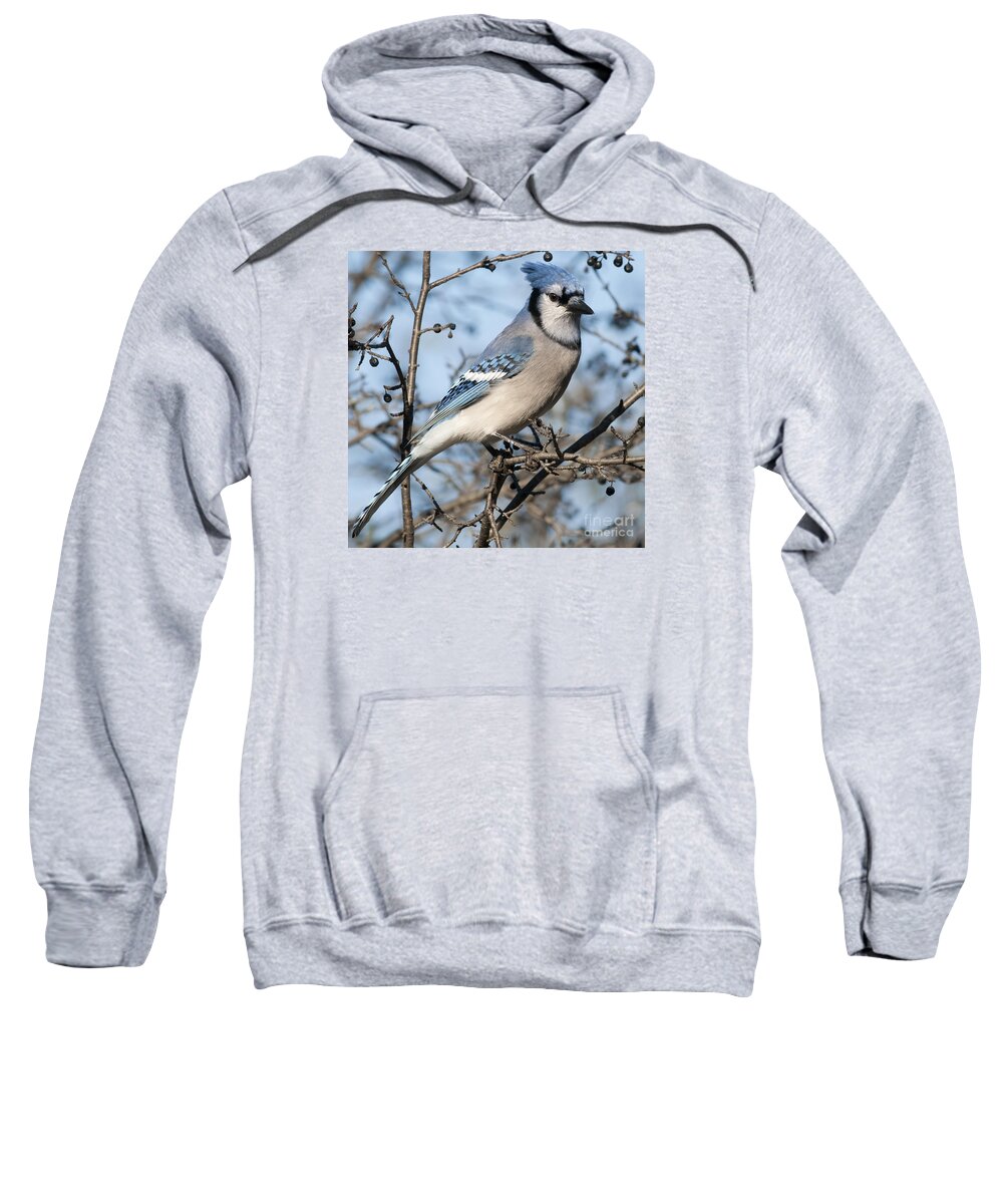 Festblues Sweatshirt featuring the photograph Blue Jay.. by Nina Stavlund