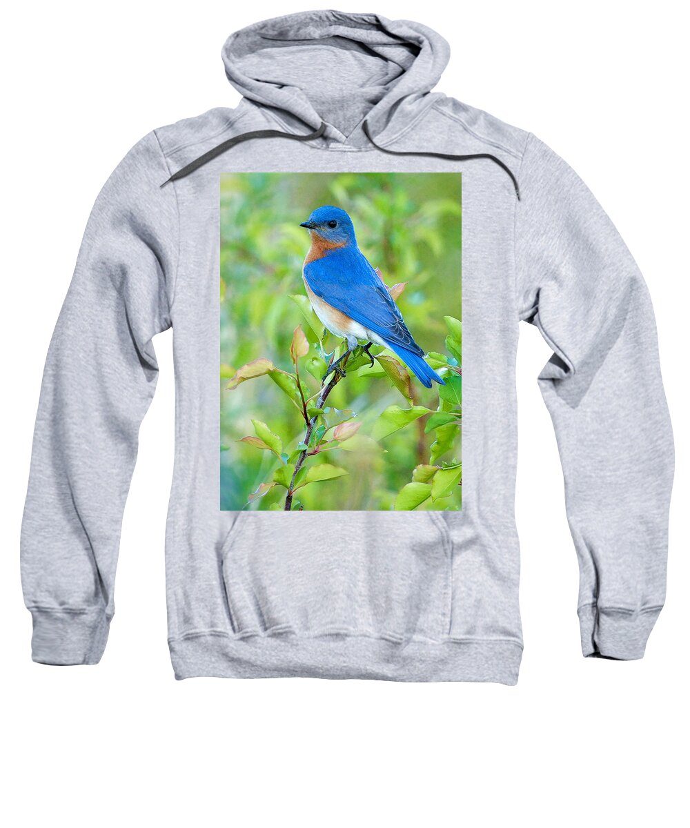 Bluebird Sweatshirt featuring the photograph Bluebird Joy by William Jobes