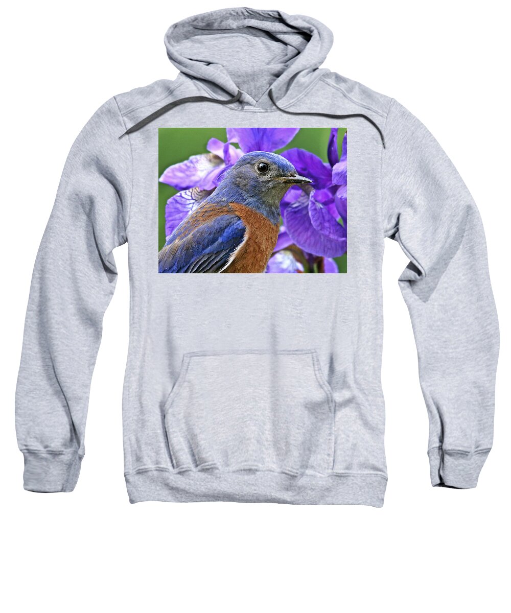 Animals Sweatshirt featuring the photograph Bluebird portrait by Jean Noren