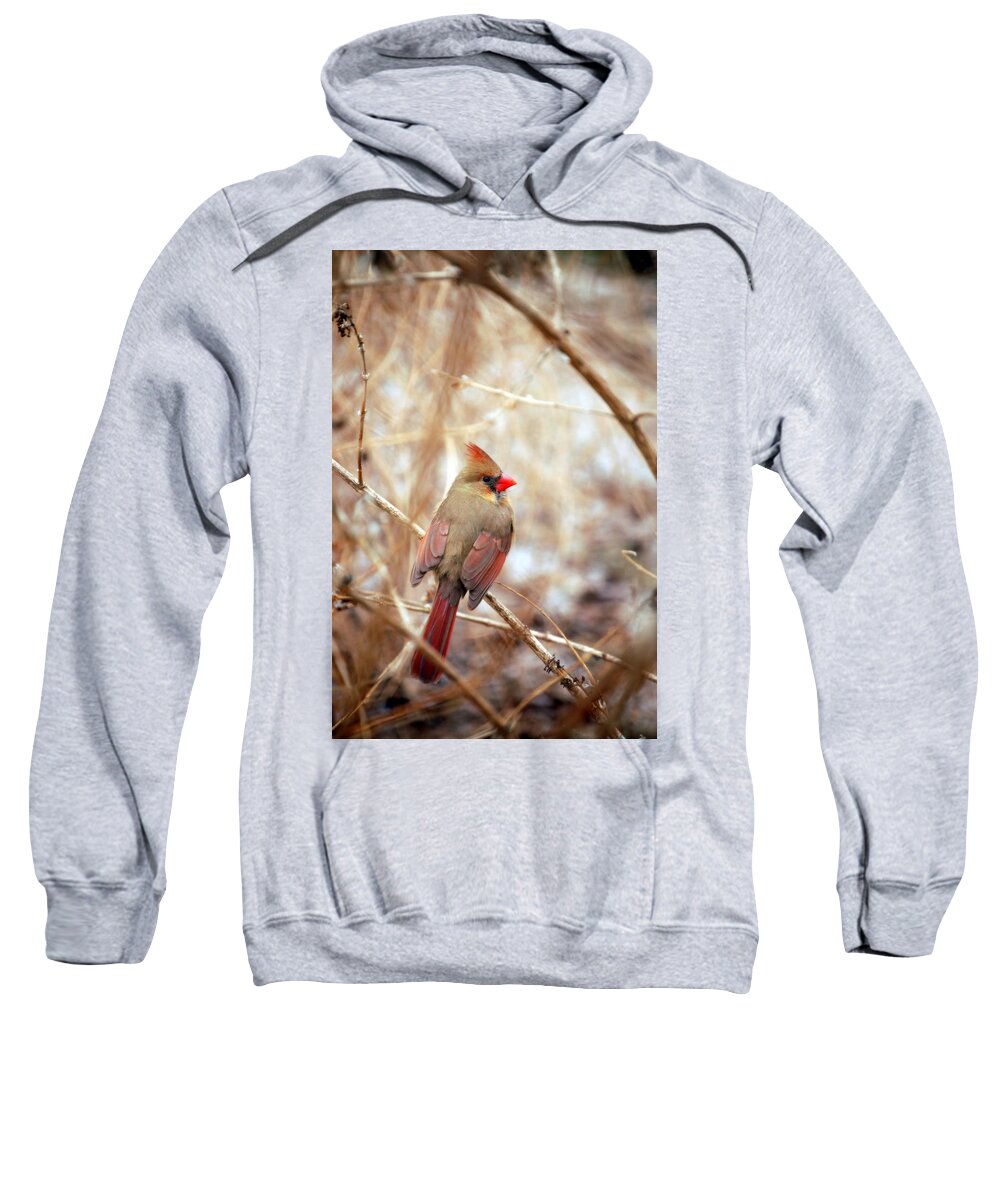 Cardinal Birds Sweatshirt featuring the photograph Cardinal Birds Female by Peggy Franz