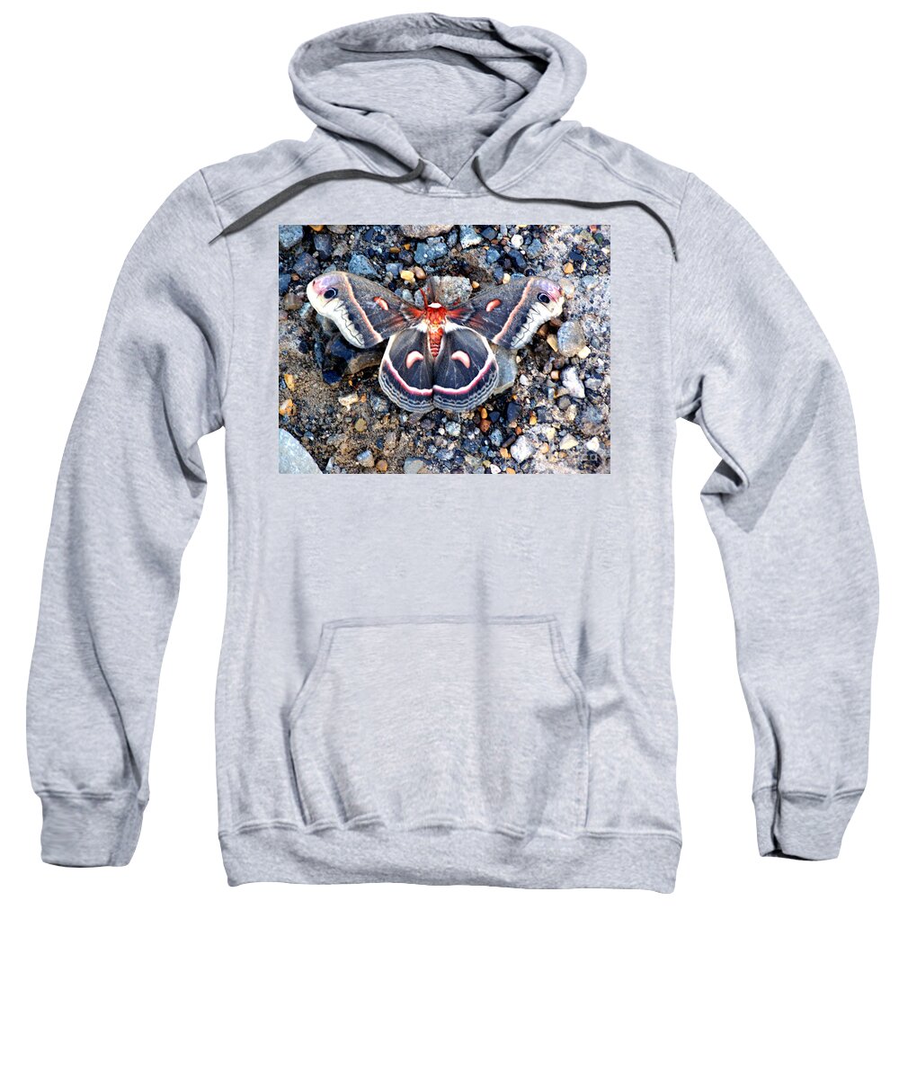 Cecropia Moth Sweatshirt featuring the photograph Cecropia Moth by Kathy White