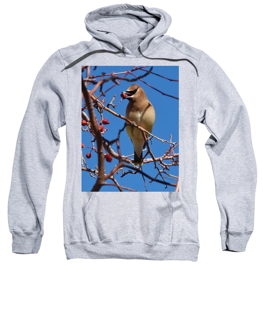 Birds Sweatshirt featuring the photograph Cedar Waxwing by Tranquil Light Photography
