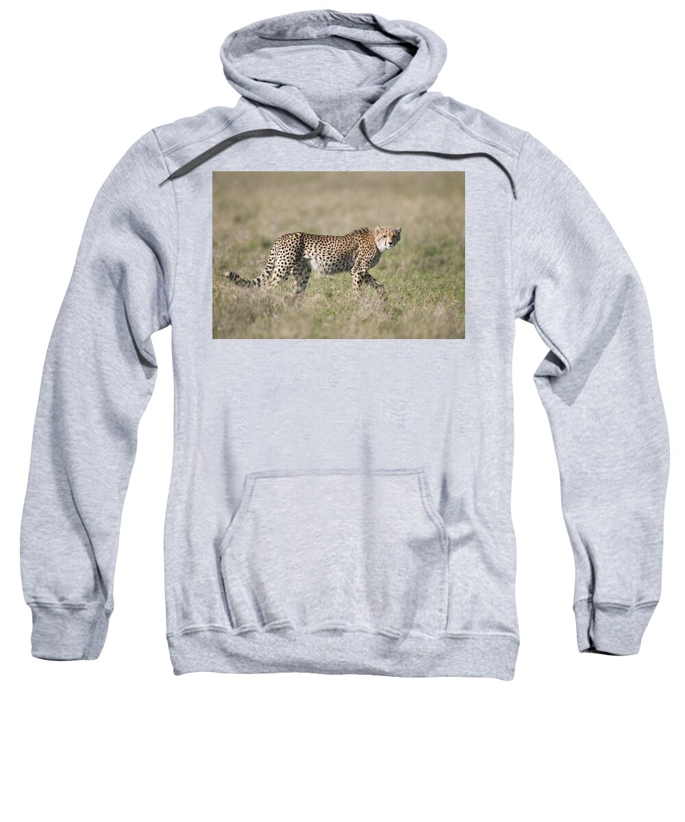 Feb0514 Sweatshirt featuring the photograph Cheetah Cub Kenya by Tui De Roy