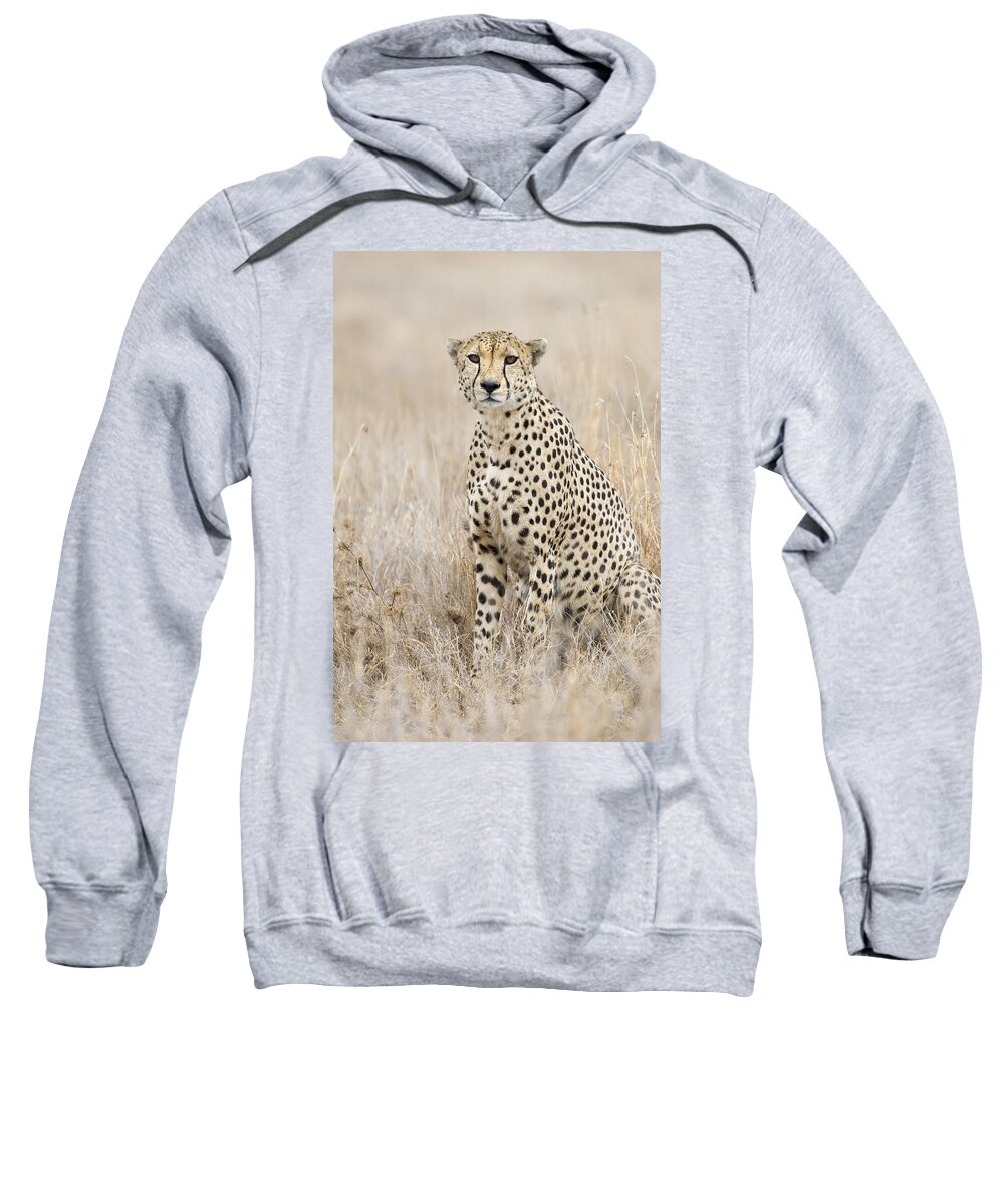 Suzi Eszterhas Sweatshirt featuring the photograph Cheetah Male Kenya by Suzi Eszterhas