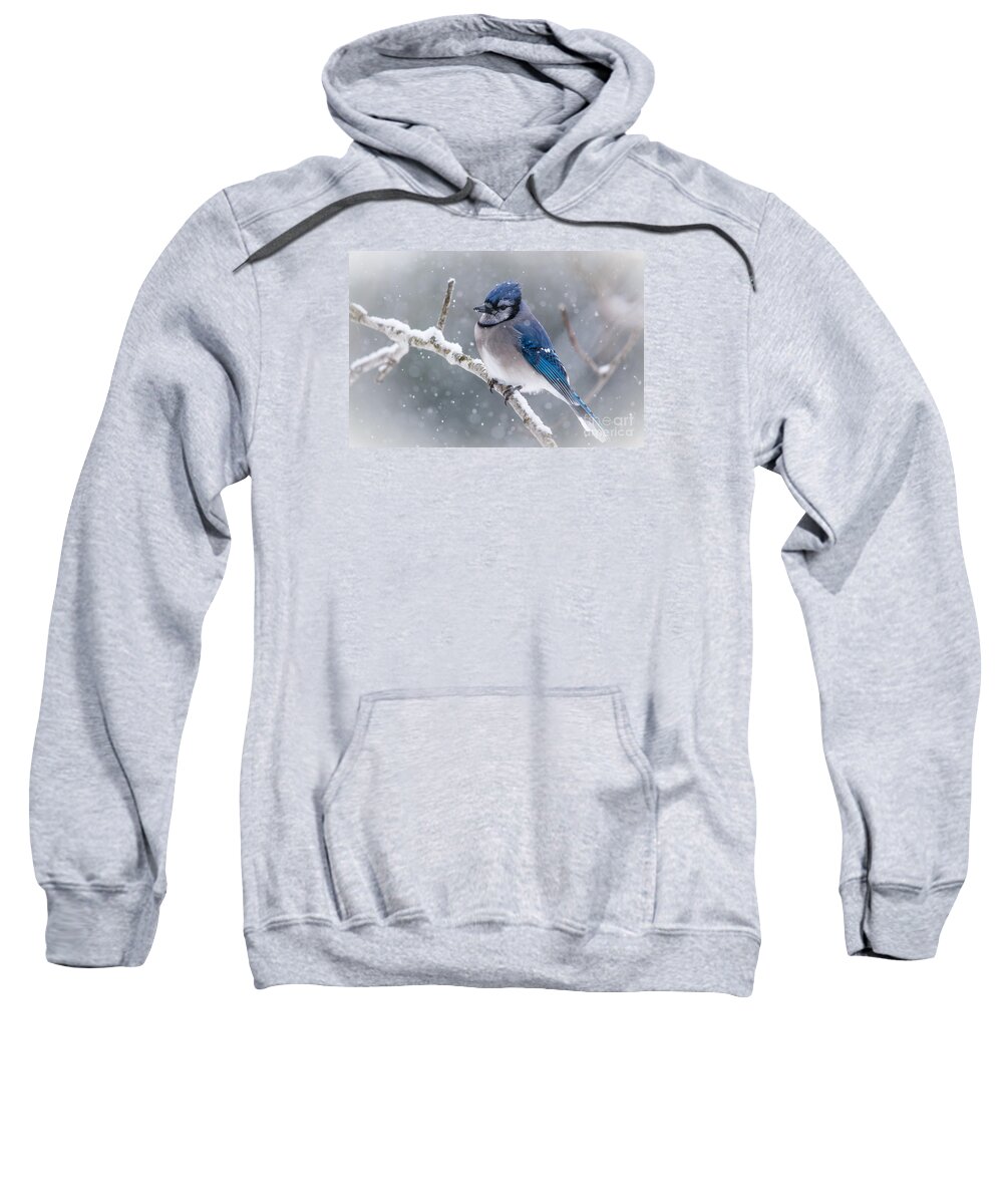 Blue Jay Sweatshirt featuring the photograph Christmas Card BlueJay by Cheryl Baxter