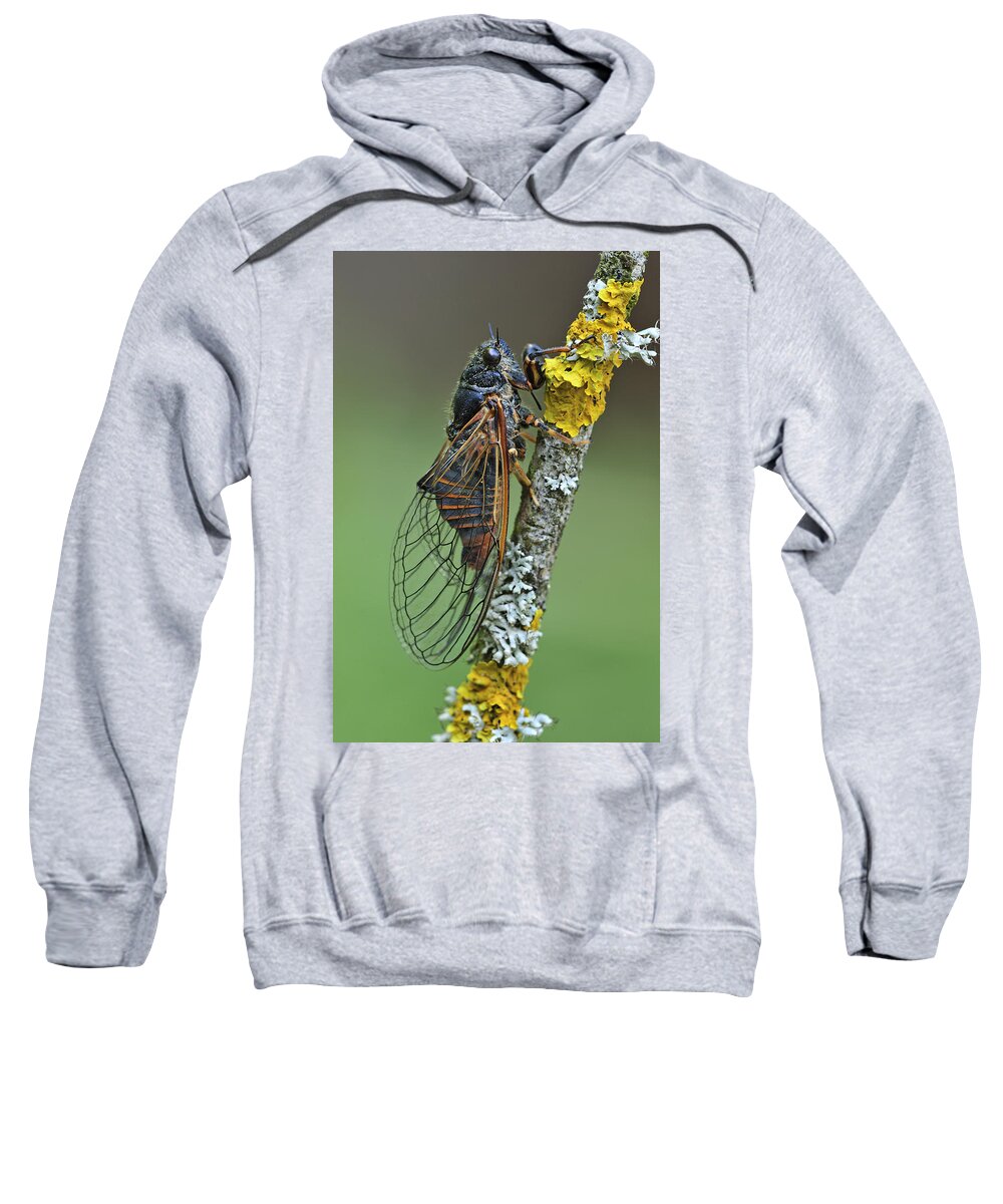 525040 Sweatshirt featuring the photograph Cicada Effingen Switzerland by Thomas Marent