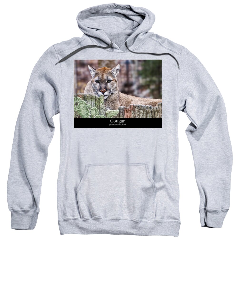 Class Room Posters Sweatshirt featuring the digital art Cougar resting on a tree stump by Flees Photos