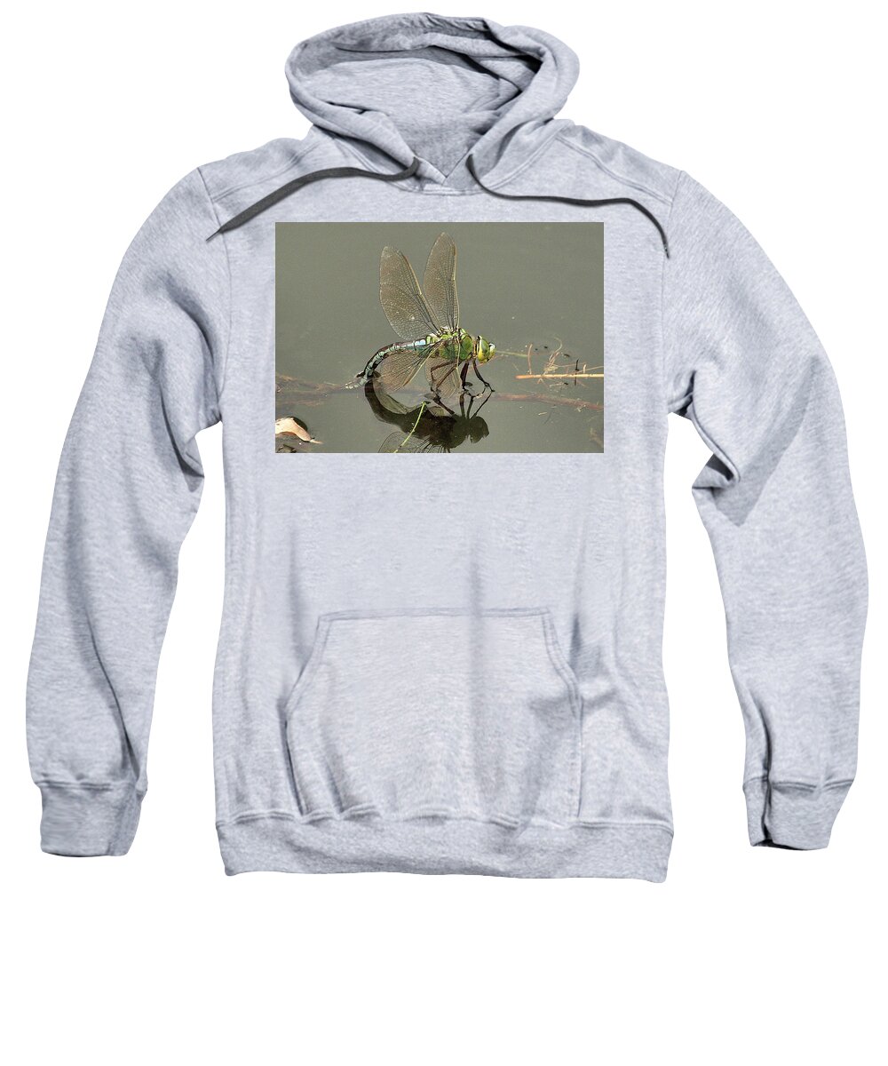 Nature Sweatshirt featuring the photograph Dragonfly by Richard Denyer
