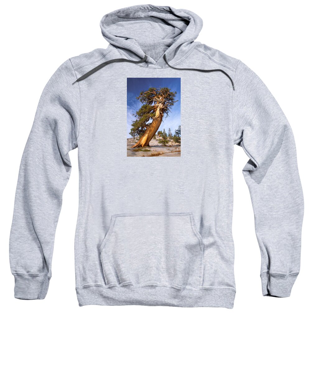 Tree Sweatshirt featuring the photograph Endurance by Alice Cahill