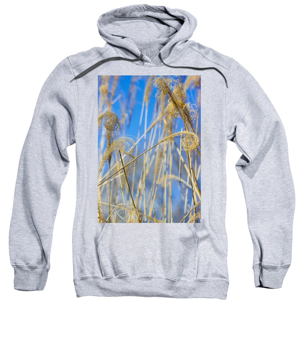 Growth; Fragility; Grass; Meadow; No People; Vertical; Outdoors; Day; Close-up; Focus On Foreground; Nature; Eulalia Grass Sweatshirt featuring the photograph Eulalia Grass Native To East Asia by Anonymous