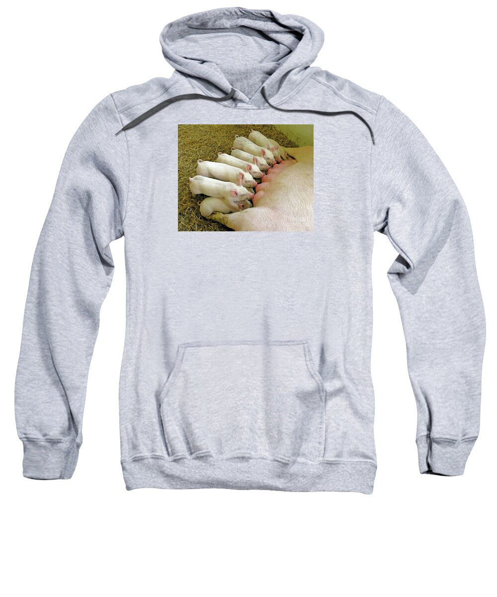 Pig Sweatshirt featuring the photograph Feeding the Family by Ann Horn