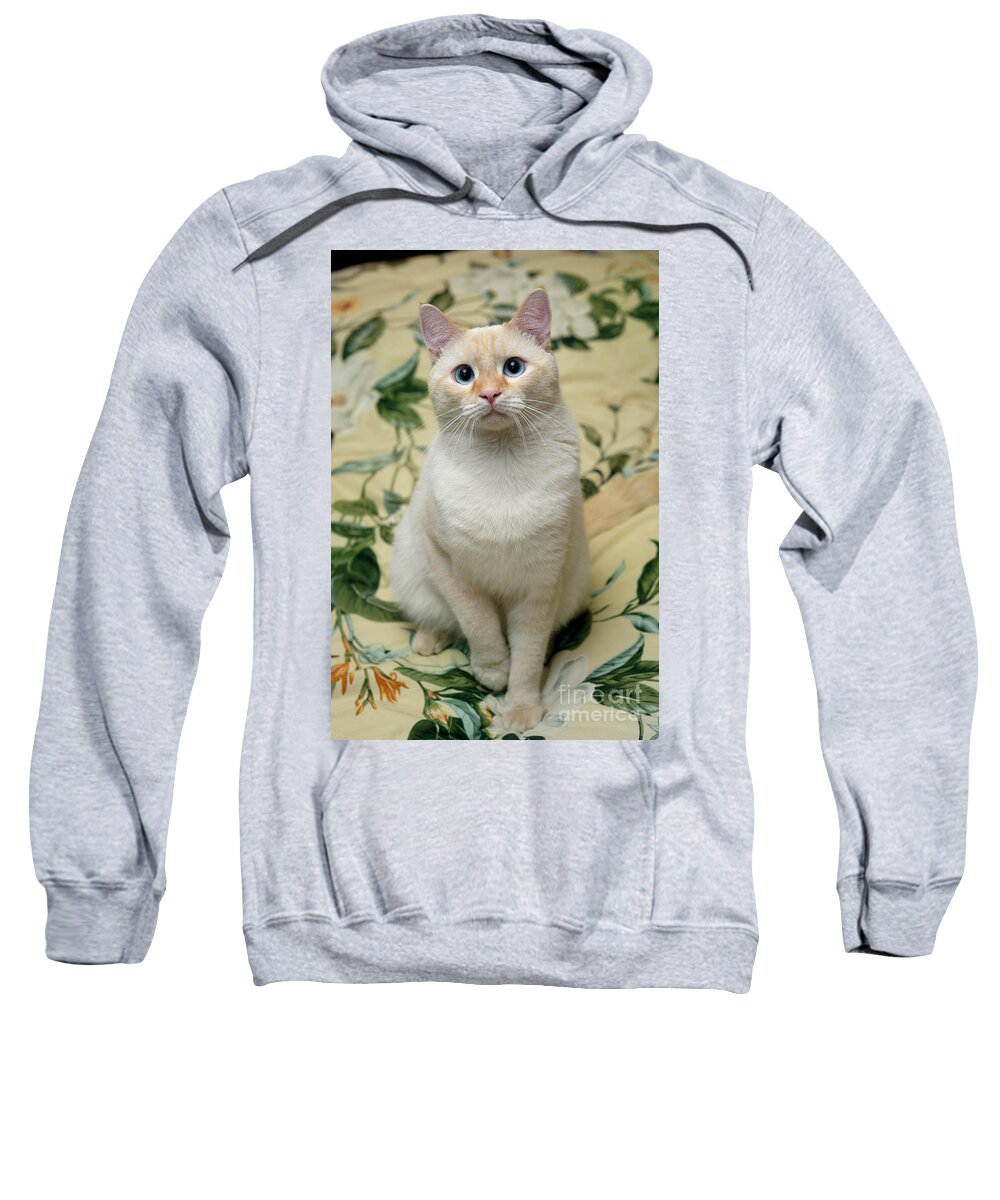 Blue Eyes Sweatshirt featuring the photograph Flame Point Siamese Cat by Amy Cicconi