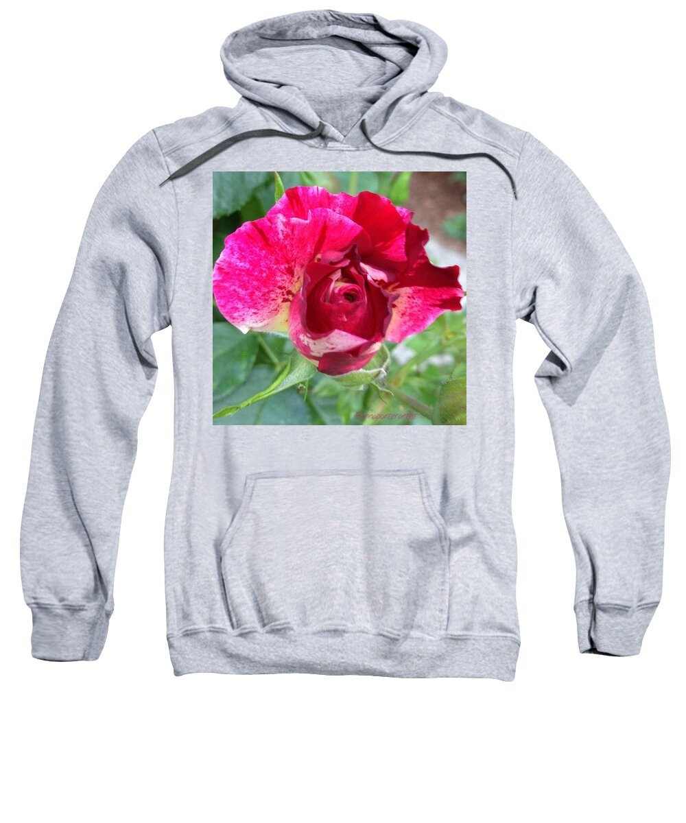 Red Sweatshirt featuring the photograph Fleurie - Rosebud by Anna Porter