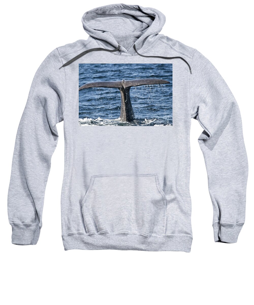 Whale Sweatshirt featuring the photograph Flukes of a Sperm Whale 2 by Heiko Koehrer-Wagner
