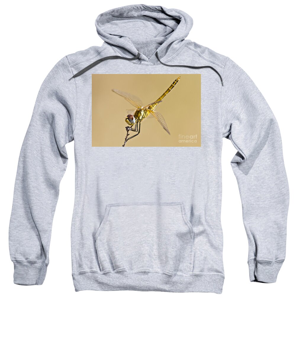 Animal Sweatshirt featuring the photograph Fly Dragon Fly by Heiko Koehrer-Wagner