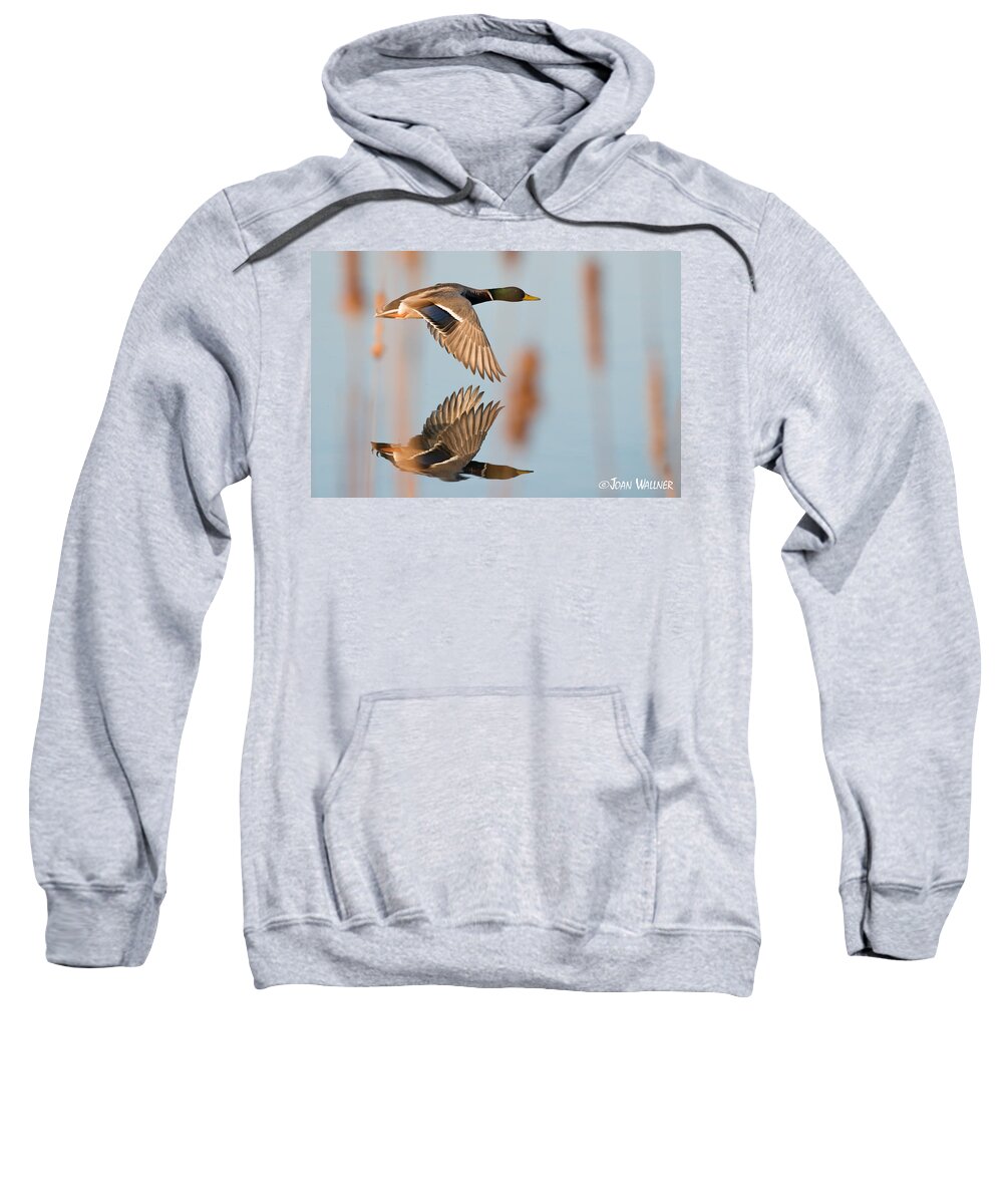 Birds Sweatshirt featuring the photograph Skimming the Pond through Cattails by Joan Wallner