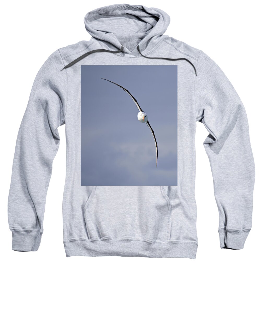 Black-browed Albatross Sweatshirt featuring the photograph Free To Follow by Tony Beck