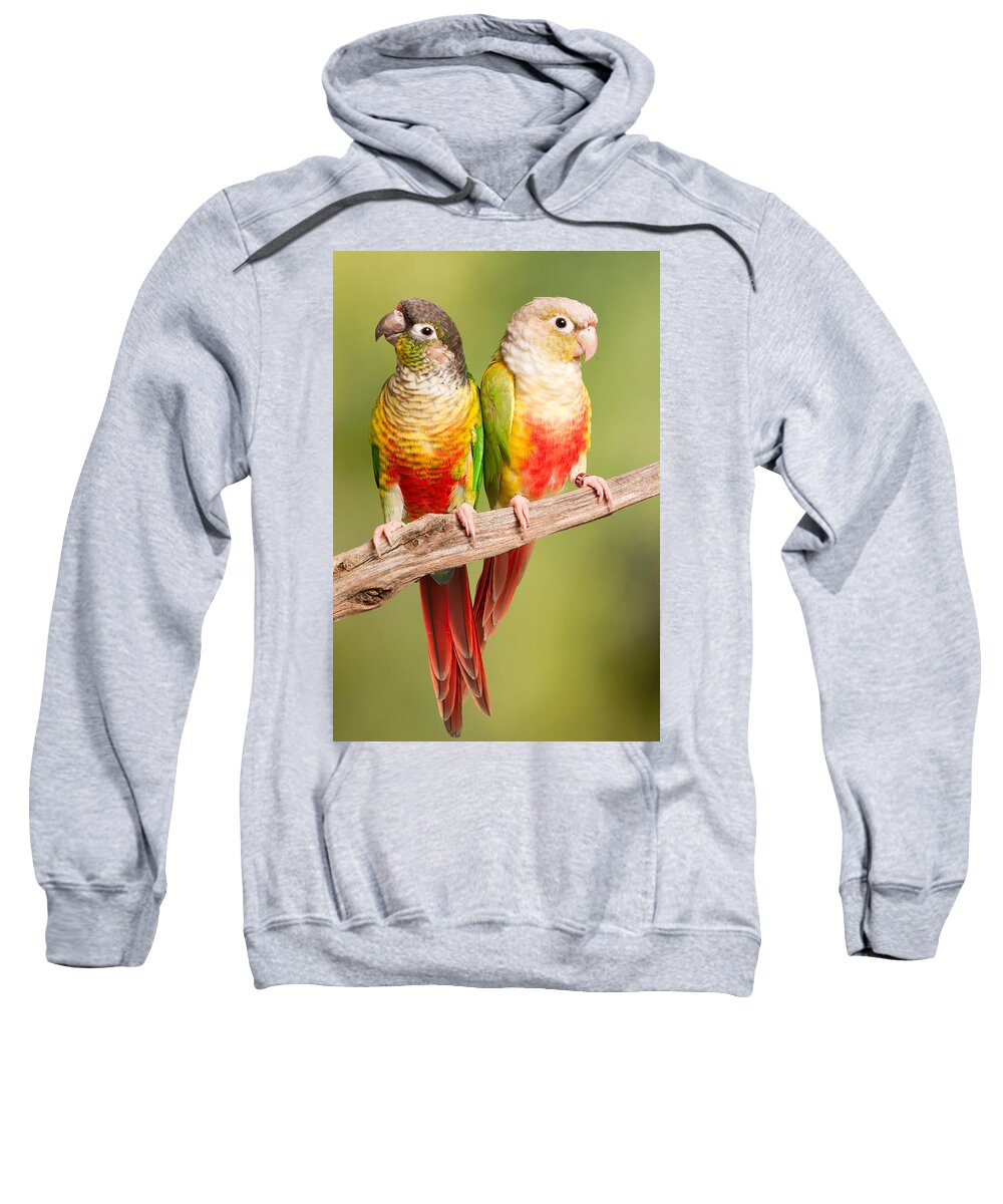 Green-cheeked Conure Sweatshirt featuring the photograph Green-cheeked Conure And Pineapple by David Kenny