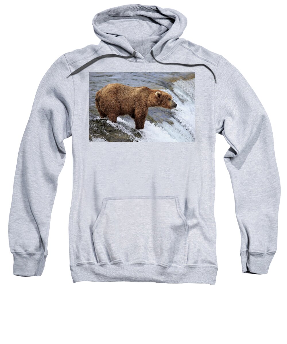 Flpa Sweatshirt featuring the photograph Grizzly Bear Fishing For Salmon #1 by Jurgen and Christine Sohns
