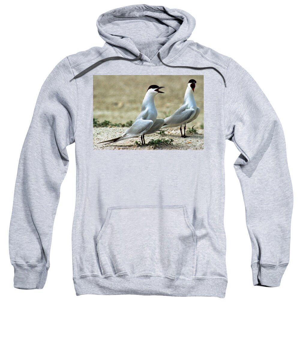 Animal Sweatshirt featuring the photograph Gull-billed Terns Sterna Nilotica by Millard H. Sharp