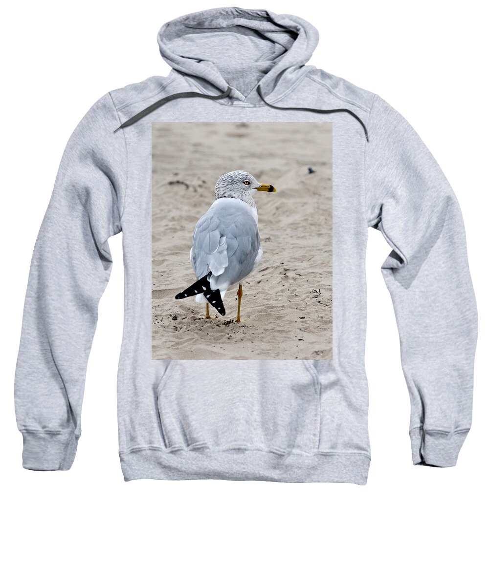 Gull Ringbilled Sweatshirt featuring the photograph Gull by Carol Erikson