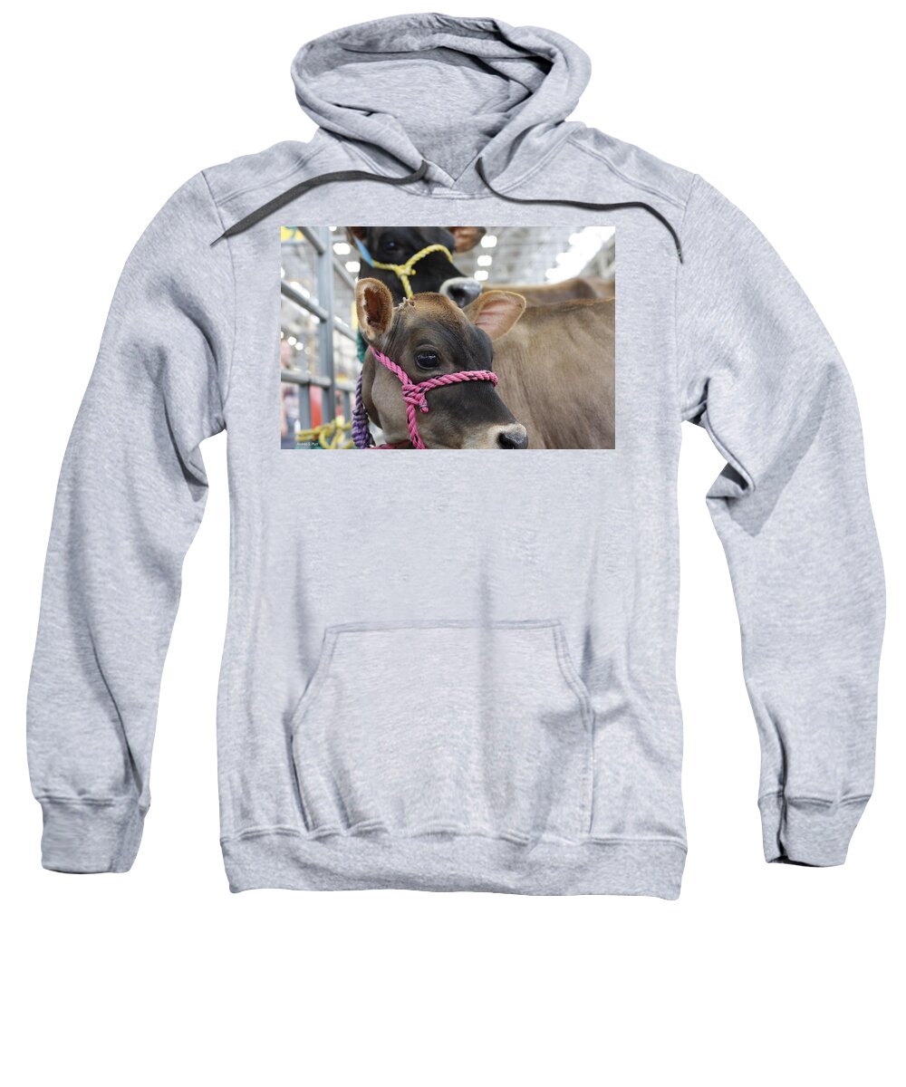 Cow Sweatshirt featuring the photograph Harmony by Andrea Platt