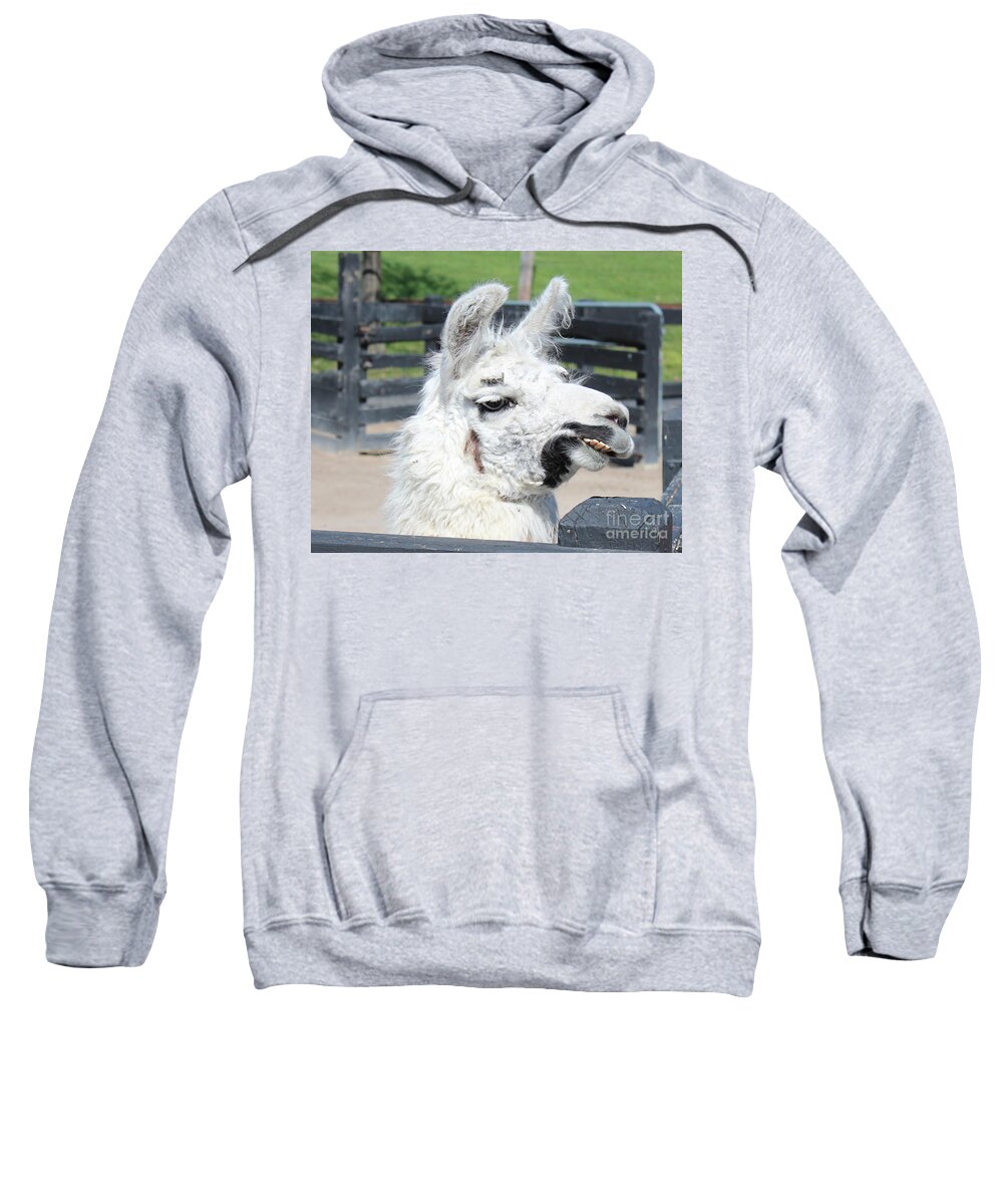Llama Sweatshirt featuring the photograph Hay Baby by Stephanie Kripa