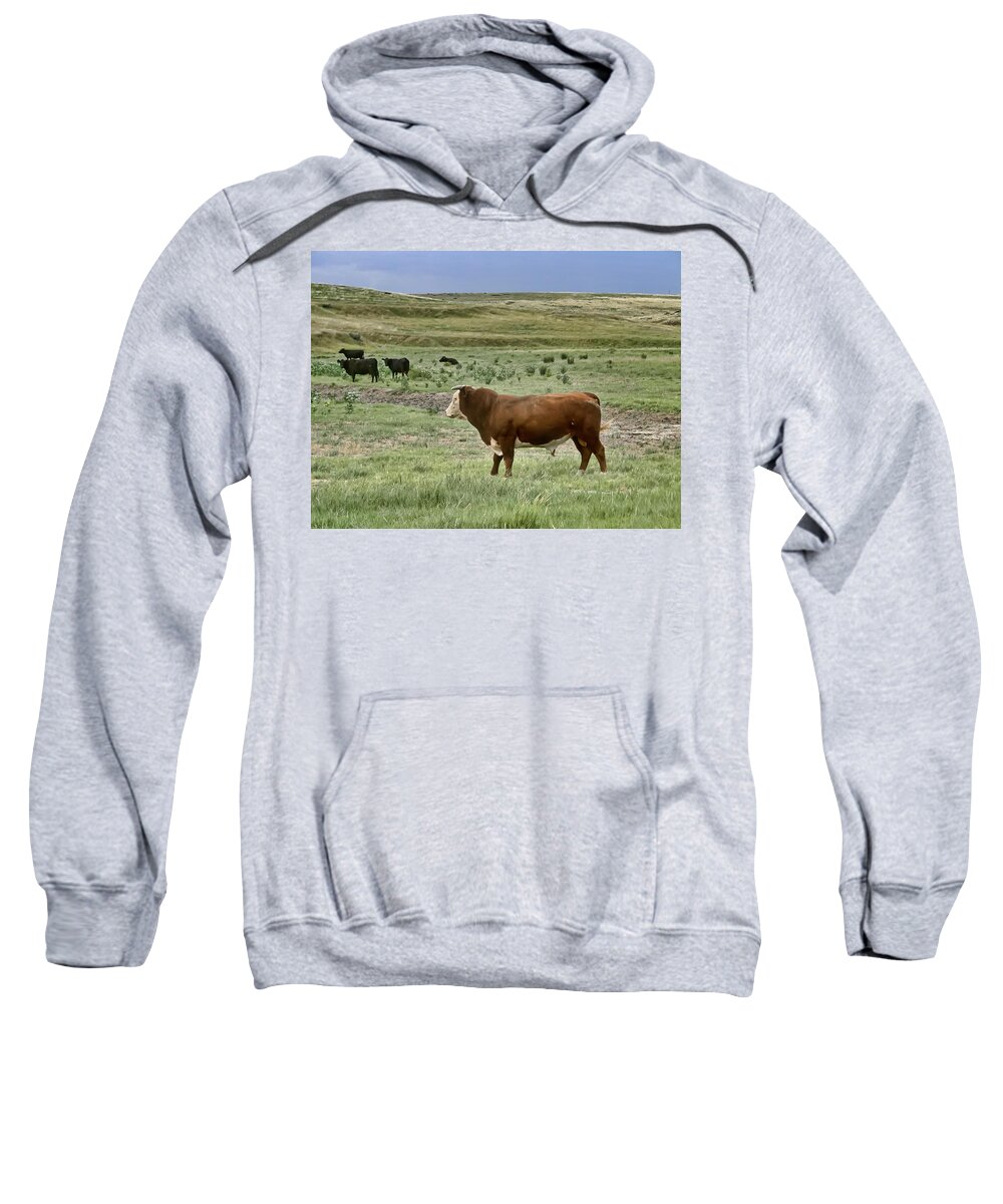 Bull Sweatshirt featuring the photograph Hereford Bull by Alan Hutchins