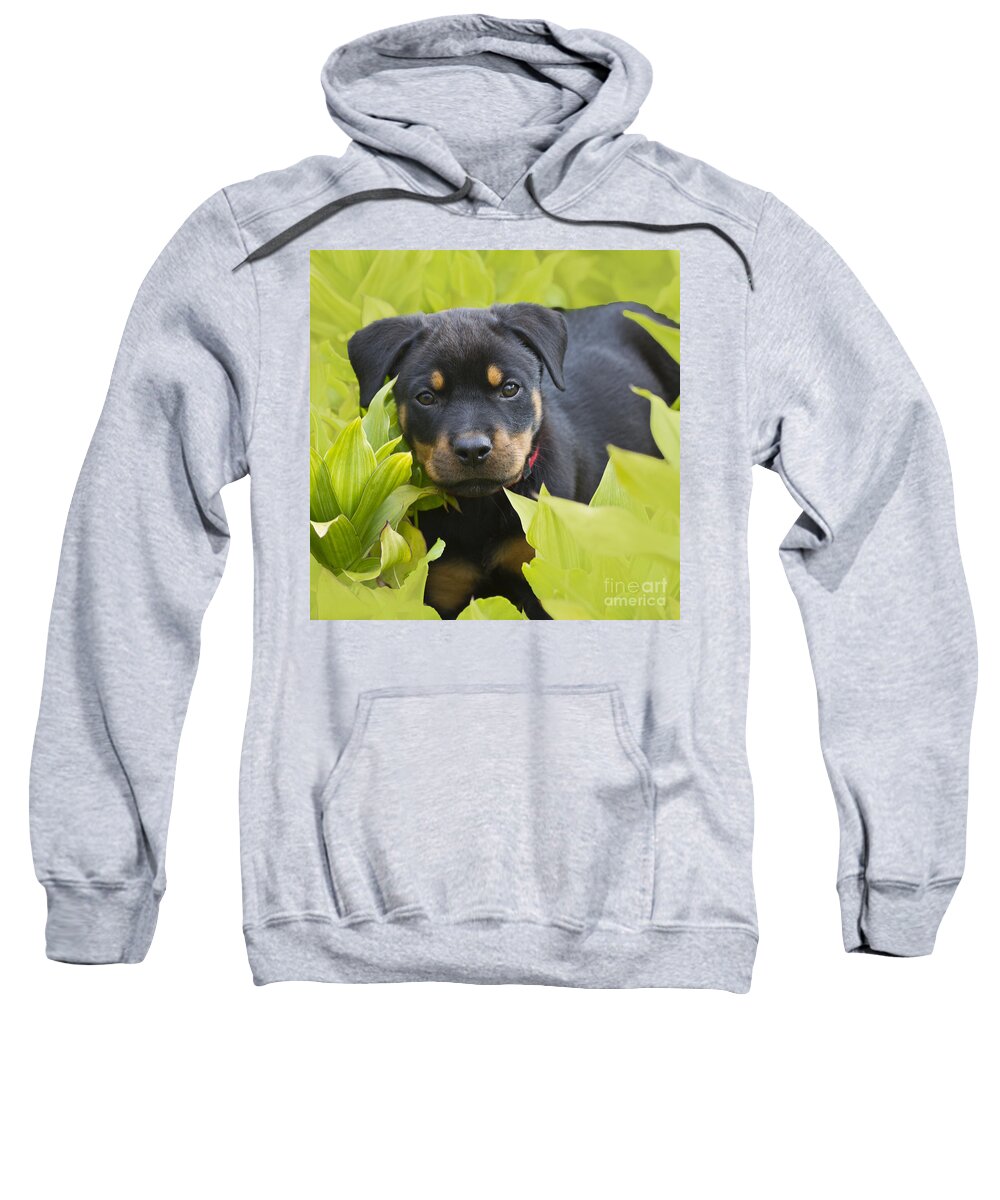 Rottweiler;puppy;puppies Sweatshirt featuring the photograph Hey here I am by Heiko Koehrer-Wagner